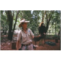 Buzzard, NT wildlife park,Oz.jpg